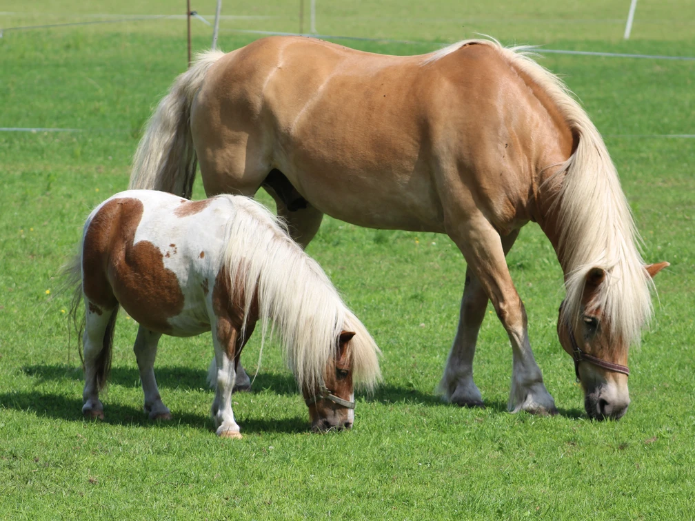 Pferd und Pony  Ein hellbraunes Pferd und ein kleineres Falbpony grasen zusammen auf einer grünen Wiese.