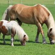 Pferd und Pony  Ein hellbraunes Pferd und ein kleineres Falbpony grasen zusammen auf einer grünen Wiese.