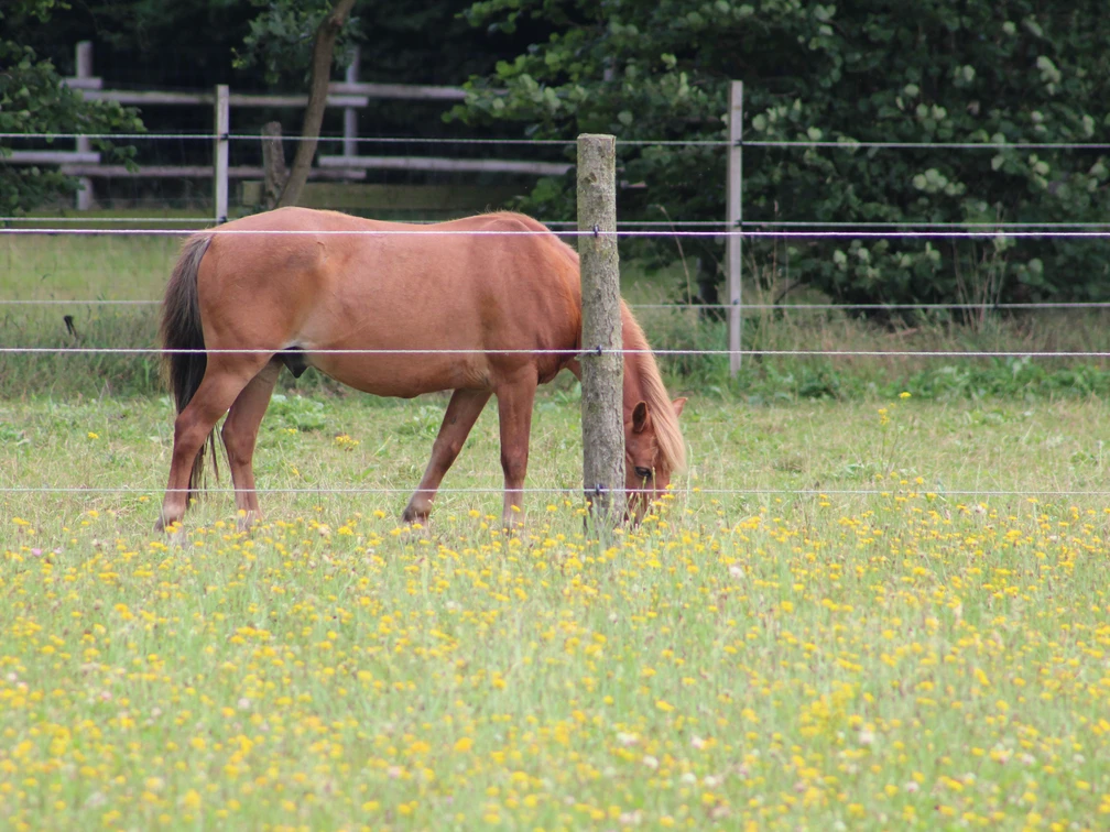 Pferd Ein braunes Pferd steht friedlich auf einer grünen Wiese und grast hinter einem Elektrozaun.