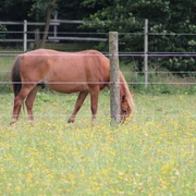 Pferd Ein braunes Pferd steht friedlich auf einer grünen Wiese und grast hinter einem Elektrozaun.