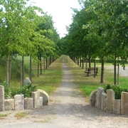 Jahrtausendallee Baumpark Thedinghausen Baumpfad mit gepflastertem Weg, gesäumt von grünen Bäumen und Sitzbänken neben einer Kiesfläche.