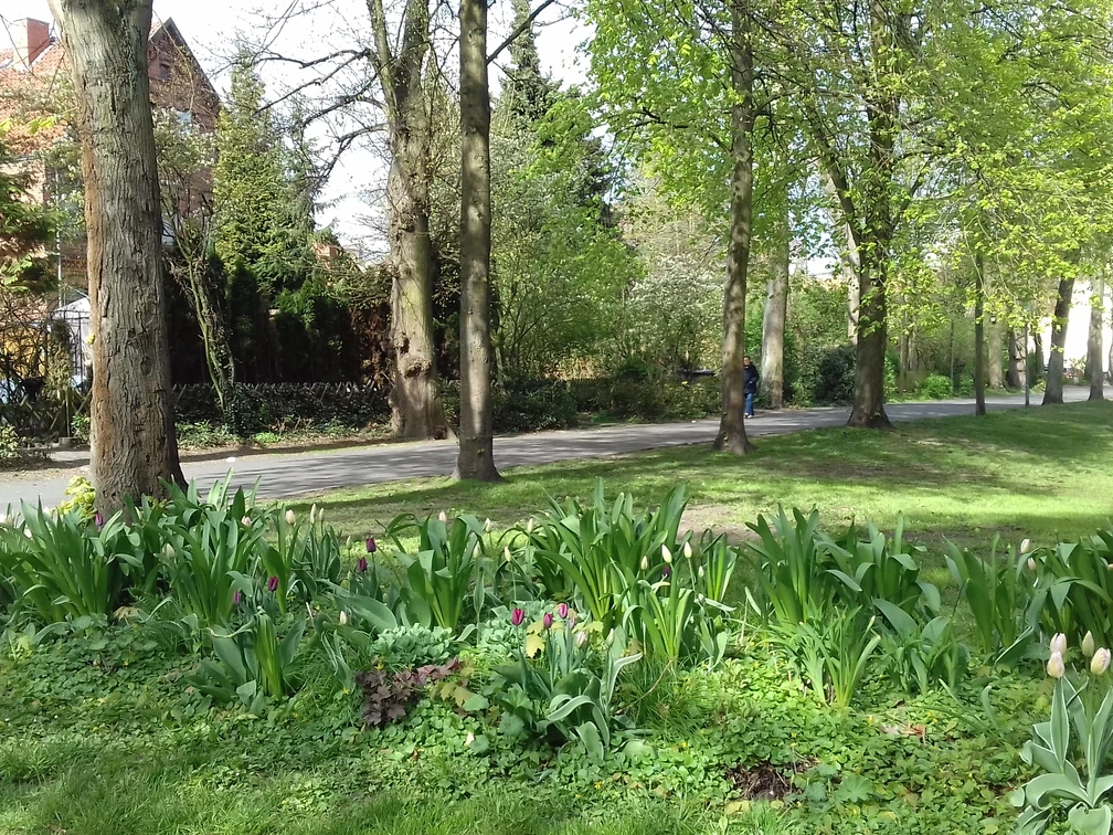 Park Eine grüne Parklandschaft mit Bäumen, blühenden Tulpen und einem Spazierweg im Hintergrund.