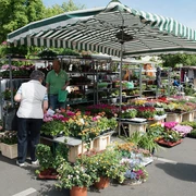 Weekly market on the Auerpackplatz Auf dem lebhaften Wochenmarkt am Kölner Auerbachplatz zeigen Händler stolz bunte Pflanzen.Traders proudly display colorful plants at the lively weekly market on Cologne's Auerbachplatz.
