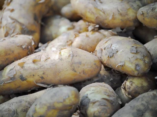 Farmers’ market in Deutz Kartoffeln liegen dicht beieinander; sie sind teilweise noch mit Erde bedeckt.Potatoes lie close together; some of them are still covered with soil.