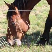 Pferd Braunes Pferd grast auf einer grünen Wiese, von einem Zaun begrenzt. Fokus auf Kopfpartie und Gras.
