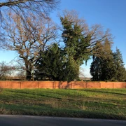 Jüdischer Friedhof Stolzenau Rote Backsteinmauer umgibt alte Bäume des Jüdischen Friedhofs vor blauem Himmel in Stolzenau.