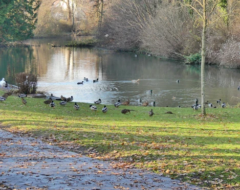 Teich am Krähengraben teich-am-kraehengraben