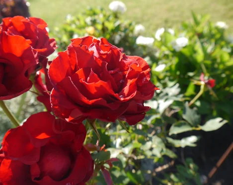 Rote Rosenblüten im Vordergrund mit grünem Blattwerk und unscharfem Grün im Hintergrund bei Sonnenschein.