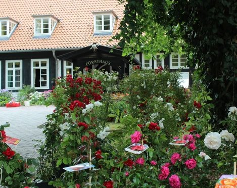 Rosenbeete in voller Blüte vor einem Fachwerkhaus mit roten Dachziegeln und weißen Fensterrahmen.
