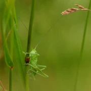 Naturerlebnis auf dem Rundweg Aschendorfer Berg Wandertour in Bad Rothenfelde auf dem Aschendorfer Berg