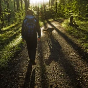 Unterwegs auf dem TERRA.track Wellengarten in Bad Rothenfelde Eine Person mit Rucksack und Hund spaziert bei Sonnenaufgang durch einen bewaldeten Pfad.