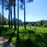 in der Ohligser Heide