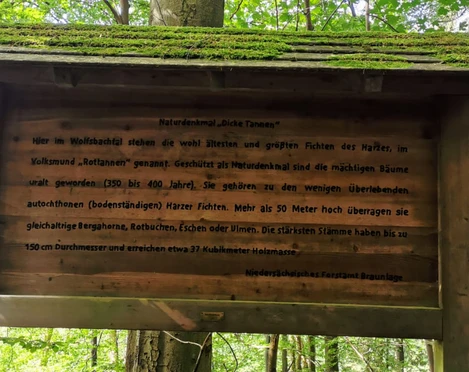 hohegeiß-Dicke Tannen-Infotafel.jpg
