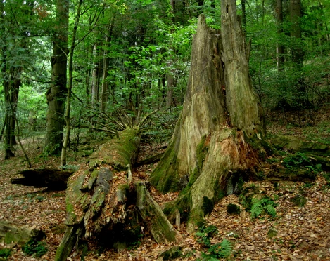 hohegeiß-Dicke Tannen-Wolfsbachtal(c)Friedmann Schwarz.JPG