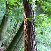 Ayurveda Therapie Saskia Wilhelmsen Ayurveda Therapie Saskia Wilhelmsen