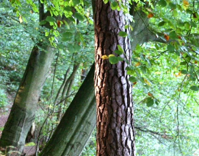 Ayurveda Therapie Saskia Wilhelmsen Ayurveda Therapie Saskia Wilhelmsen