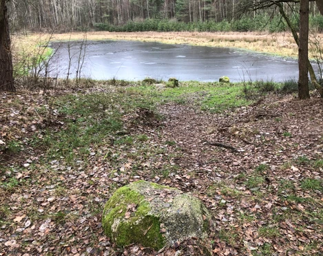 Blinder See Ein verwunschener Steg führt durch einen lichten Wald zu einem abgelegenen, stillen Waldsee im Herbst.