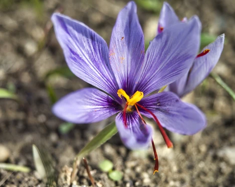 Der Safranlehrpfad – alles über das Rote Gold aus Mund Der Safranlehrpfad – alles über das Rote Gold aus Mund