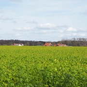 Unterwegs auf dem TERRA.track Alte Bauernschaft Flaches, weites Feld mit grünen Pflanzen unter blauem Himmel, im Hintergrund rote Dächer.