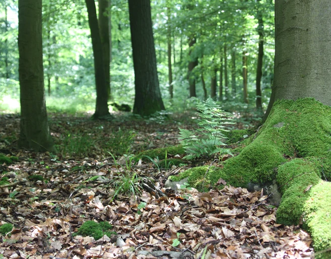 Impressionen Stadtwald Hube impressionen-stadtwald-hube