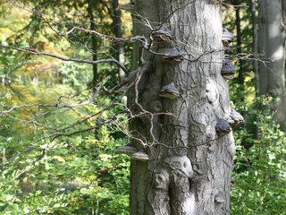 Naturaufnahme-Stadtwald Hube naturaufnahme-stadtwald-hube