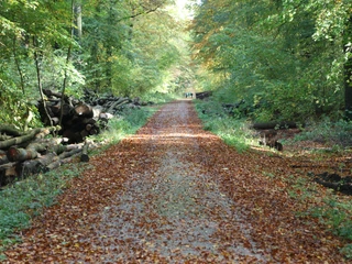 Waldweg-hube waldweg-hube