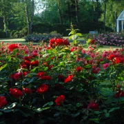 image Ein blühender Rosengarten mit roten und rosa Rosen und einem Pavillon im Hintergrund bei Sonnenschein.