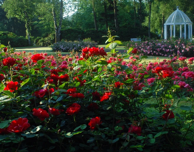 image Ein blühender Rosengarten mit roten und rosa Rosen und einem Pavillon im Hintergrund bei Sonnenschein.
