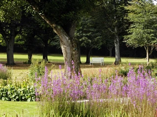 Gräflicher Park  Ein weitläufiger Park mit Bäumen und blühenden lila Blumen; im Hintergrund eine weiße Bank.