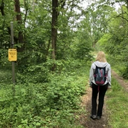 Löns Wanderweg Eine Frau mit Rucksack spaziert auf einem grünen Wanderweg durch einen dichten Wald in Niedersachsen.