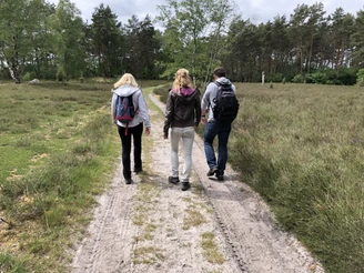 Löns Wanderweg Drei Personen spazieren auf einem einsamen Sandweg durch die grüne Heidelandschaft im Wald.