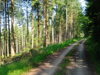 Wanderung auf die Burgruine Grubenhagen wanderung-auf-die-burgruine-grubenhagen