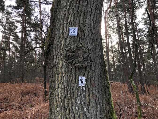 Ein Baum im Wald trägt zwei Nordic-Walking-Schilder, die den Pfad im bewaldeten Gebiet markieren.