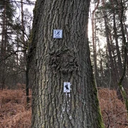 Nordic Walking Langendamm Ein Baum im Wald trägt zwei Nordic-Walking-Schilder, die den Pfad im bewaldeten Gebiet markieren.