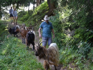 geissentrekking-betten-dorf-renato-testa-3.JPG