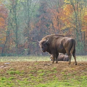 Wisentgehege-in-Springe wisentgehege-springe
