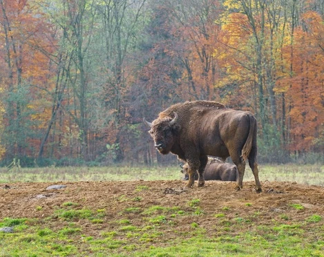 Wisentgehege-in-Springe wisentgehege-springe