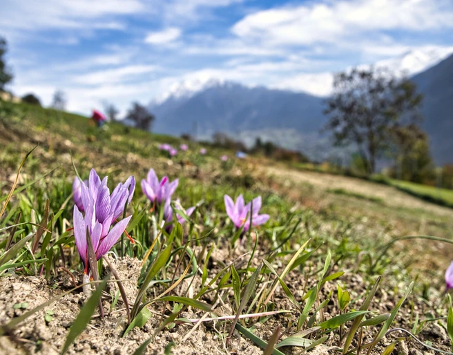Eine lehrreiche Dorfführung durch das Safrandorf Mund Eine lehrreiche Dorfführung durch das Safrandorf MundAn informative village tour through the saffron village of MundUne visite guidée informative du village de Mund, le village du safran