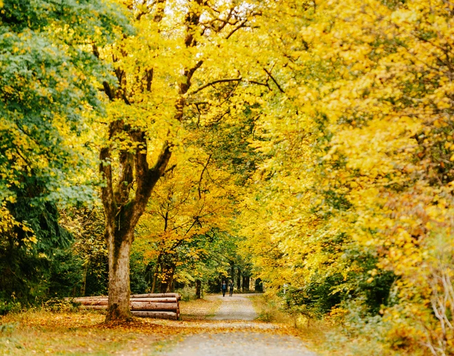 herbst-allee_c_nordstadtlicht.jpg