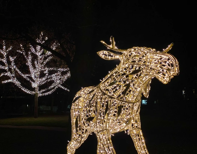 Elch in den Wallanlagen, Lichterzauber in Hann. Münden Elch in den Wallanlagen, Lichterzauber in Hann. Münden