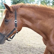Reiterhof Wikner Braunes Pferd mit schwarzen Zügeln auf einem Reiterhof, umgeben von grünen Bäumen im Hintergrund.