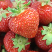 Frische, reife Erdbeeren mit grünen Blättern, leuchtend rot und saftig, in einer engen Nahaufnahme.
