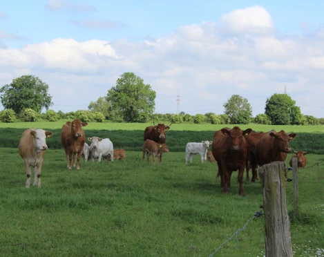 Mehrere Kühe und Kälber stehen auf einer grünen Weide unter einem blauen Himmel mit Wolken.