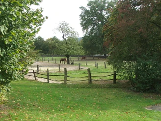 Hof Brinkmann Weiträumige grüne Wiese mit Holzzaun, vereinzelt stehende Pferde, umgeben von Bäumen.