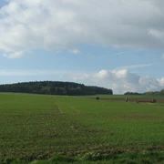 Weitläufiges grünes Feld unter bewölktem Himmel mit einem Wald am Horizont und Spaziergängern.