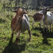 Landschaftspflege Ziegen grasen auf einer sonnigen Wiese, umgeben von Sträuchern und Bäumen bei klarem Himmel.