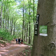 Unterwegs im Naturerbe-Wald | Naturwaldzelle Rosenberg Im Bild wandern Menschen auf einem Waldweg durch dichten Laubwald mit Beschilderung am Baum.
