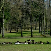 Ziegenherde ruht im Schatten hoher Bäume auf einer grünen Wiese, umgeben von dichtem Wald.