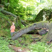 Unterwegs in der Bielsteinschlucht Eine Frau wandert durch die grüne, moosbedeckte Bielsteinschlucht, umgeben von gestürzten Bäumen.