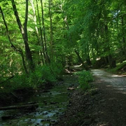 Schopketal 2 Waldpfad im Schopketal, flankiert von einem plätschernden Bach und von üppigem Grün umgeben.